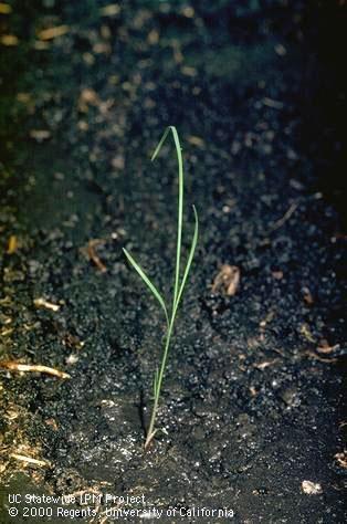 Seedling of bearded sprangletop.