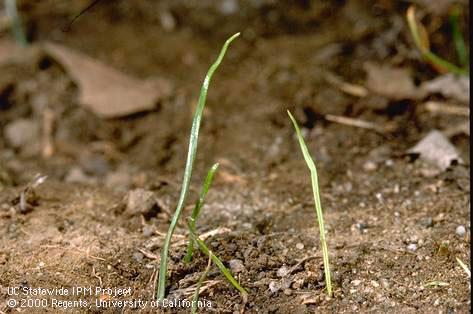 Seedling of Italian ryegrass, annual ryegrass.