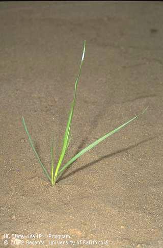 Seedling of Italian ryegrass, <I>Lolium multiflorum,</I> at the three-leaf stage. 