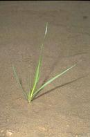 Shiny, 
				varnished appearance of ryegrass seedlings.