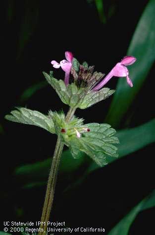 Flowers showing parallel leaves and square stem; ; Tulare Co. Credit: Jack Kelly Clark