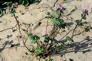 Henbit