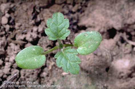 Henbit seedling, <I>Lamium amplexicaule</I><TT>.</TT>.