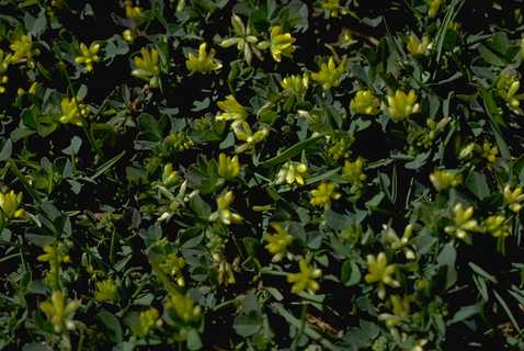 Mature plant of birdsfoot trefoil, Lotus corniculatus.