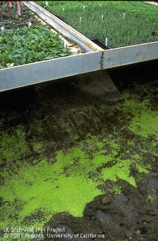 Common duckweed infestation, <I>Lemna minor</I><TT>.<TT>.