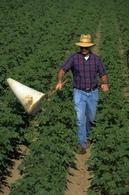 Monitoring lygus bugs in cotton with a sweep net.