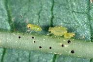 First instar lygus nymph (left) next to aphids.