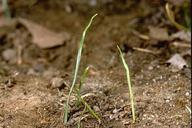 Shiny, varnished appearance of ryegrass seedlings.