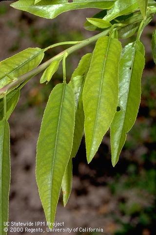 Foliage damaged by mineral deficiency.