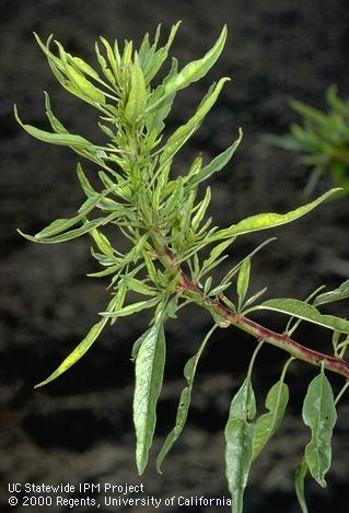 Foliage damaged by zinc deficiency.