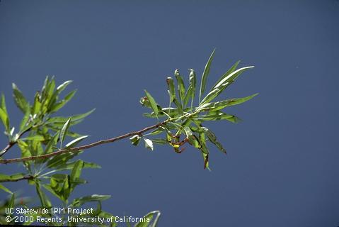 Foliage damaged by potassium deficiency.