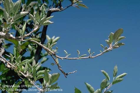 Foliage damaged by mineral deficiency (zinc).