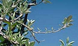 Lateral buds developing slower than terminal buds and narrow, stiff leaves indicate zinc deficiency.