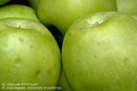 Fruit damaged by mineral deficiency (bitter pit).