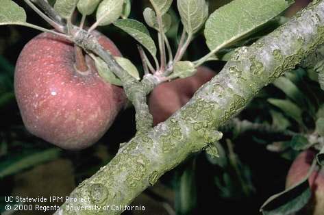 Branch/twig damaged by mineral or salt toxicity.