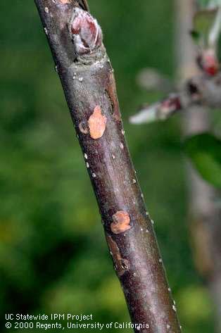 Branch/twig damaged by mineral or salt toxicity (Apple measles).