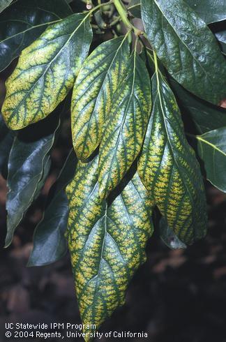 Interveinal chlorosis and necrosis on old avocado leaves, caused by potassium deficiency. 