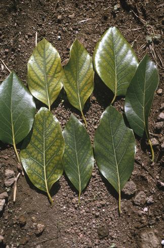 Chlorotic blotches between green veins on avocado leaves deficient in manganese. 