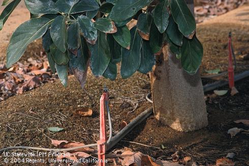 Avocado leaf tips and margins necrotic from chloride and sodium toxicity due to the use of irrigation water with high mineral content. 