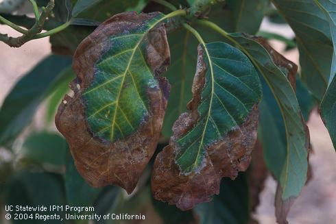 Avocado leaf edges necrotic and crinkled from sodium toxicity and other disorders caused by alkaline irrigation water and soil. 