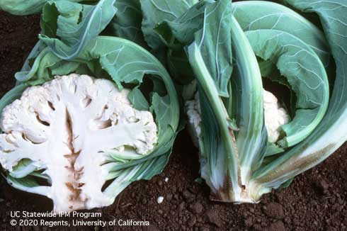 Brown discoloration at the base of older, outer leaves and a hollow and dark discoloration in the center of a head of cauliflower due to boron deficiency.