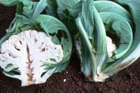 Brown discoloration at the base of older, outer leaves and a hollow and dark discoloration in the center of a head of cauliflower due to boron deficiency.