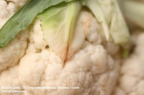 The tips of inner wrapper leaves of cauliflower heads turn tan or brown due to calcium deficiency.