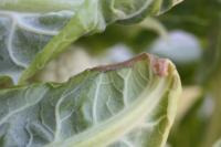 Hooking and tipburn of a cauliflower leaf due to calcium deficiency.