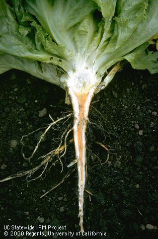 Root damaged by mineral or salt toxicity.