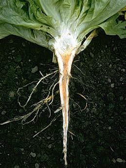 Discolored taproot due to ammonia injury