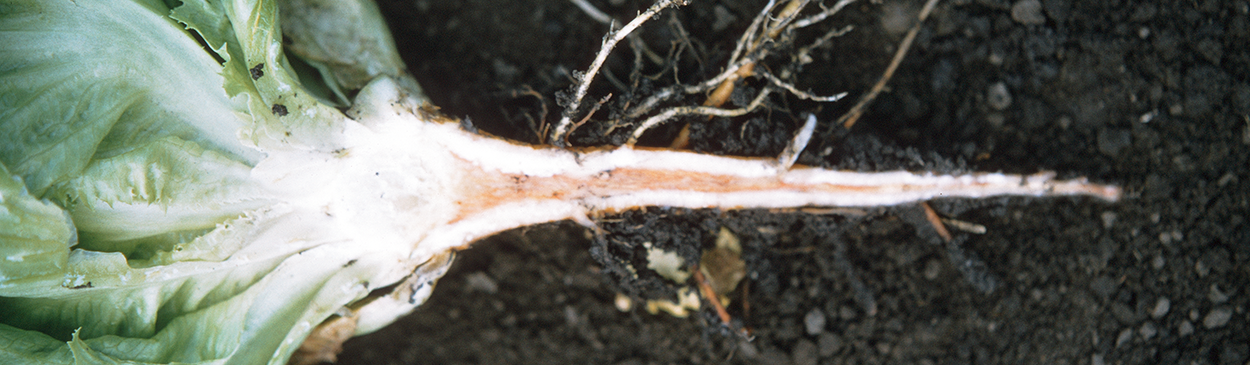 Lettuce plant damaged by high levels of free ammonia.
