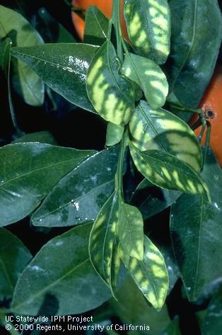 Foliage damaged by mineral deficiency.