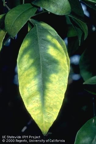 Foliage damaged by mineral deficiency.