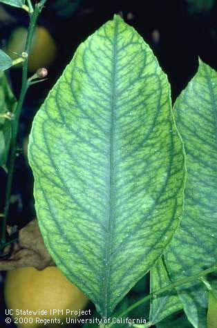 Iron deficiency symptoms on young citrus leaves.