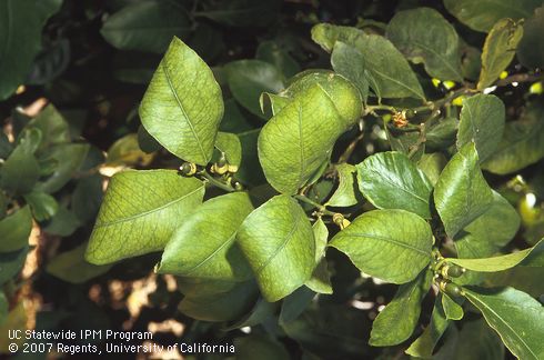 Potassium deficiency in citrus causing leaves to turn golden yellow and bend downward at the tip and margins. 