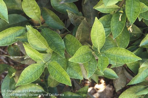 Manganese deficiency in citrus leaves appears as broad pale areas between green veins causing foliage when viewed from a distance to have a mottled appearance overall.