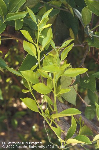 Nitrogen deficiency in citrus causing a relatively uniform pale yellowing of leaves in new growth shoot. 