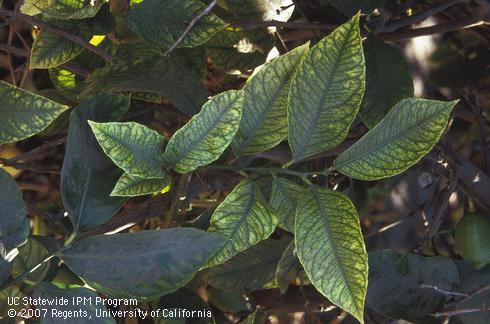 Iron-deficient foliage showing dark green veins and yellow-green interveinal areas. 