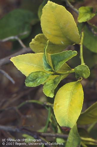 Uniformly yellow older leaves and greener new foliage on a nitrogen-deficient tree. 