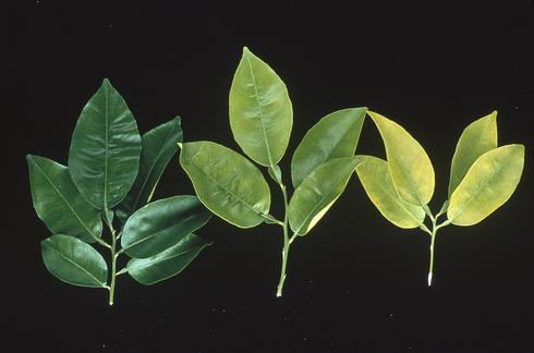 Abnormally dark green grapefruit foliage from excess nitrogen (left), compared, with uniformly pale citrus leaves due to nitrogen deficiency.