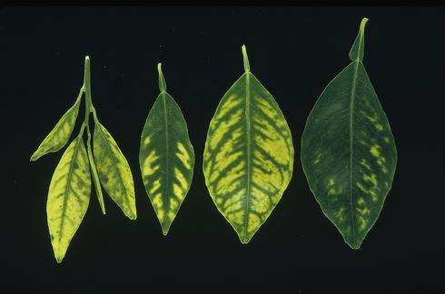 Chlorosis between the veins in navel orange leaves due to zinc deficiency, severe to mild (left to right).