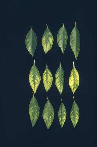 Orange leaves with symptoms of manganese or zinc deficiency: Mn deficient (top row), both Zn and Mn deficient (middle), Zn deficient (bottom row).