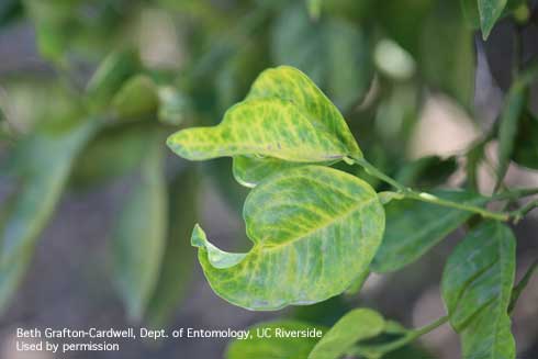 Nutrient deficiency symptoms on young citrus leaves.