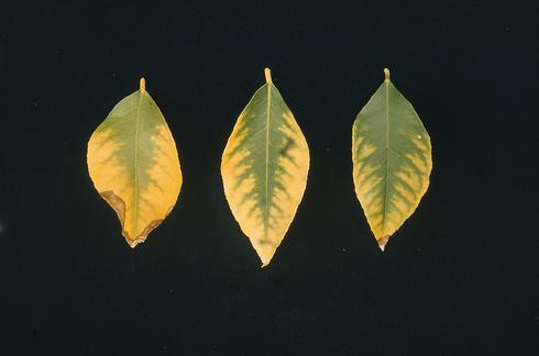 Wide areas of chlorosis along the margins and between veins of lemon leaves due to high salt concentrations. 