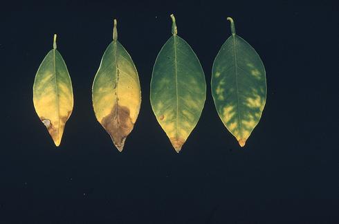 Necrosis at the tips and chlorosis beginning between the veins of Valencia orange leaves due to excess boron. 