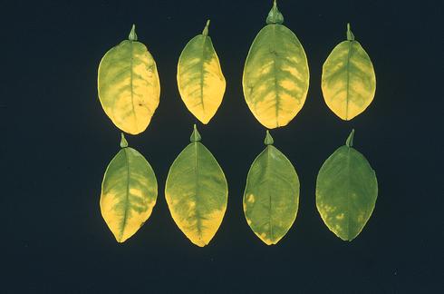 Severe chlorosis in navel orange leaves due to excess boron.  