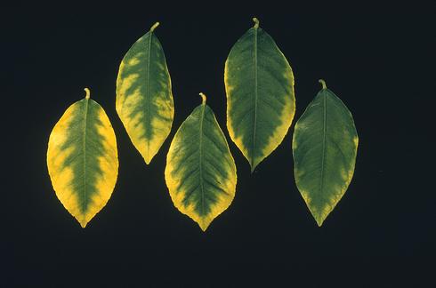 Severe marginal chlorosis in citrus leaves exposed to excess manganese. 