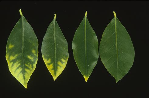 Citrus leaves with chlorotic tips and yellowing between the veins caused by excess nitrogen due to soil application of urea fertilizer is compared with a healthy leaf (right).