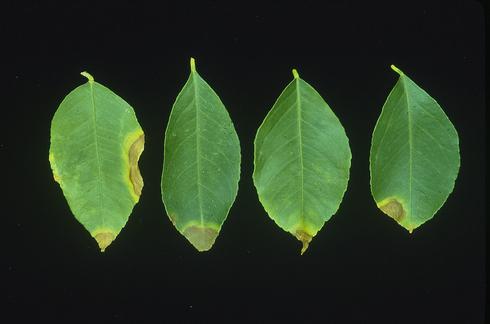 Citrus leaves with chlorotic and necrotic tips and margins from excess nitrogen, due to soil application of urea fertilizer. 