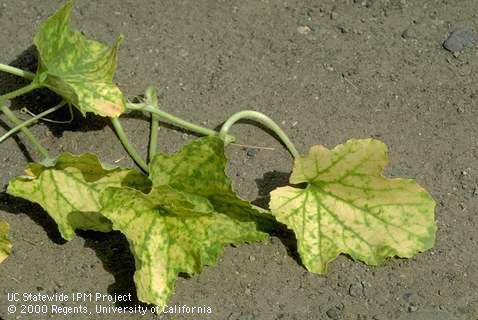 Foliage damaged by mineral deficiency (molybdenum).